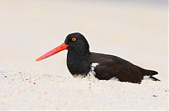 American Oystercatcher